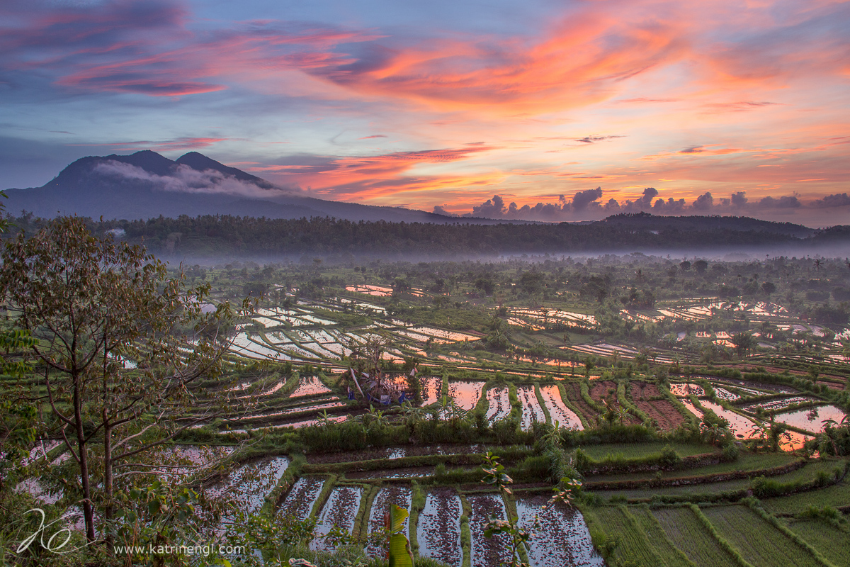 Rice terraces Bali Tirtagangga sunrise