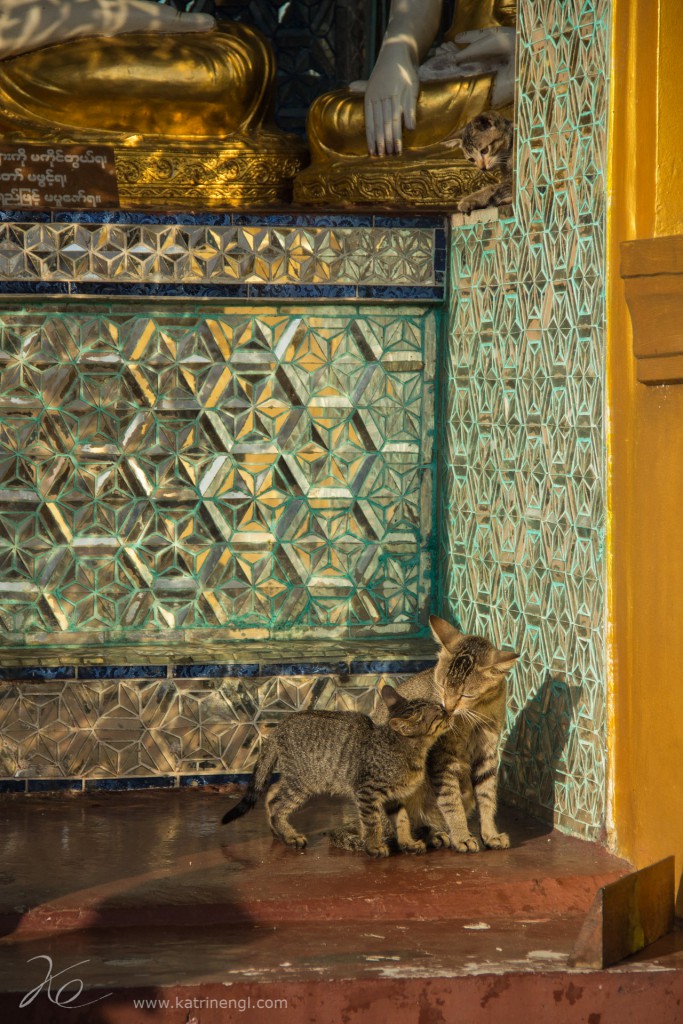 Cats Shwedagon Pagoda Yangon Myanmar