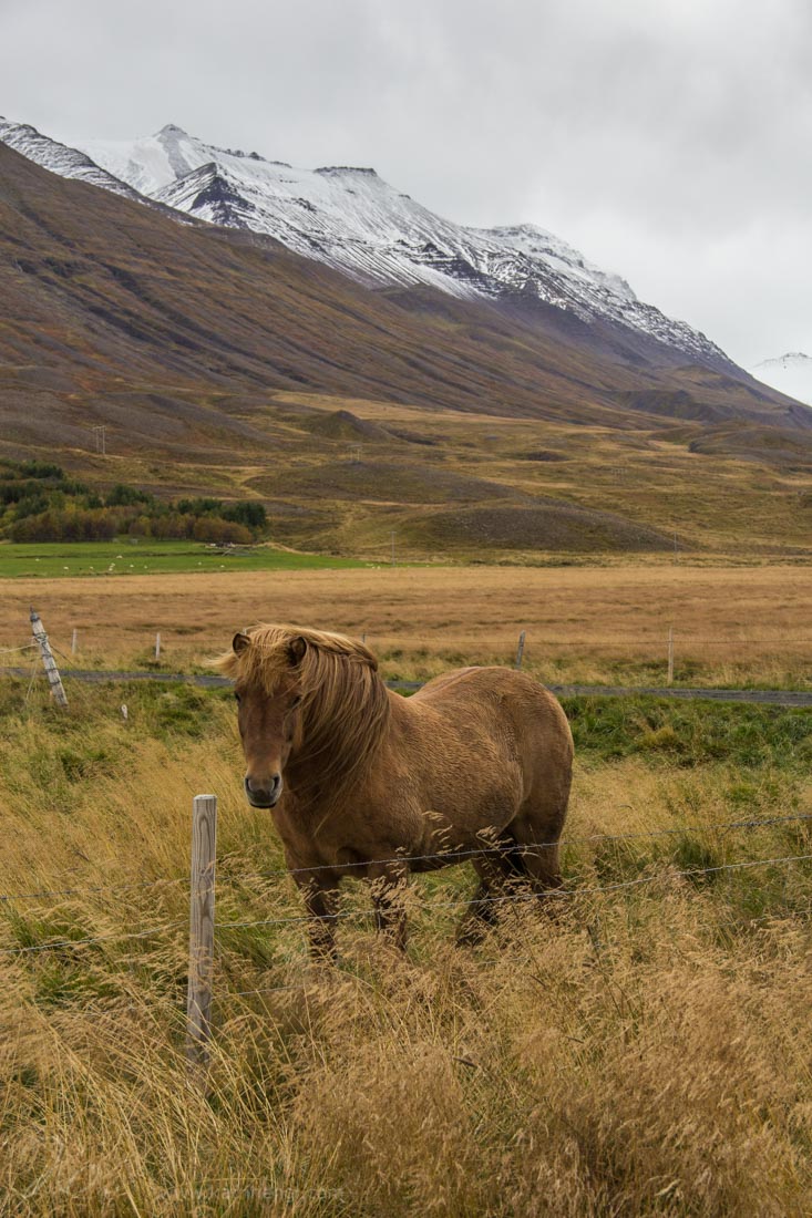 Horse and mountains with first snow in Iceland