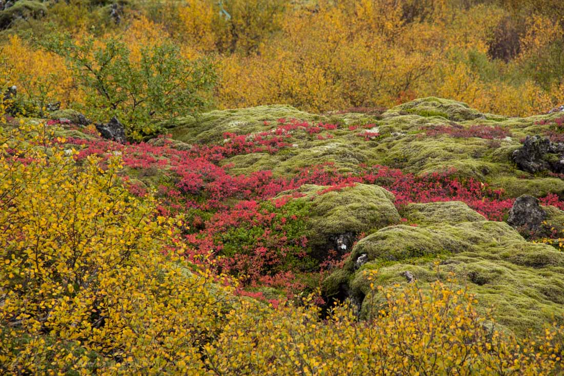 Autumn colors in Iceland
