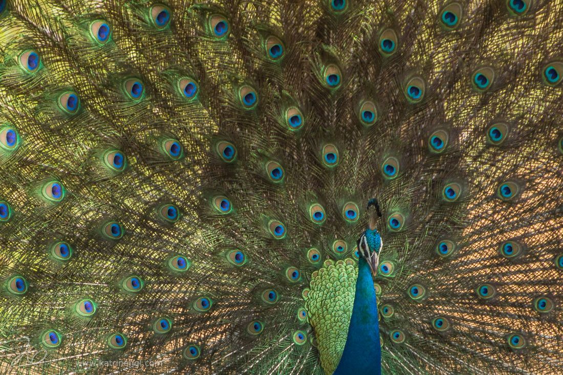 peacock.jpg