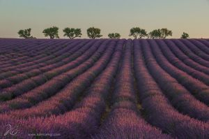 lavender_provence
