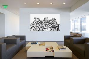 Office-Zebras.jpg