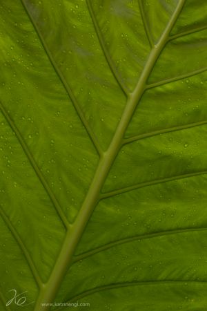 nature_leave