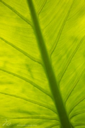 nature_photography