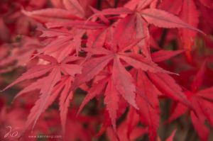 red_leaves